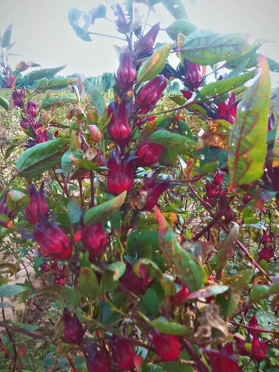 A hibiscus calyx on the plant