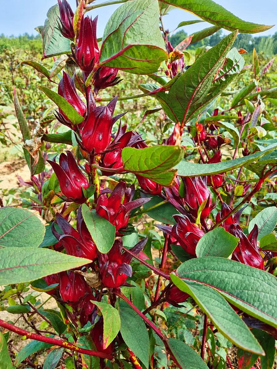 Hibiscus ripening on a Namcovi farm in Nigeria