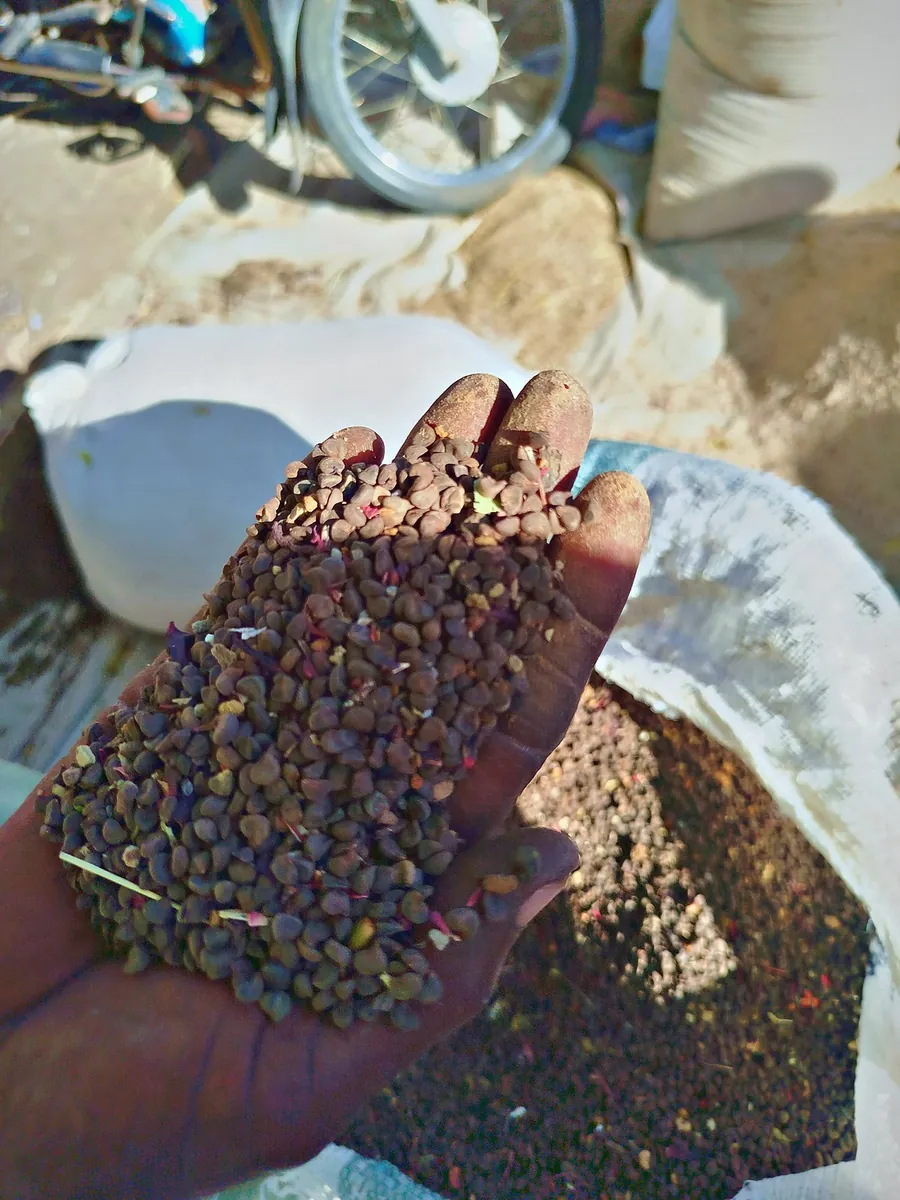 Select the seed