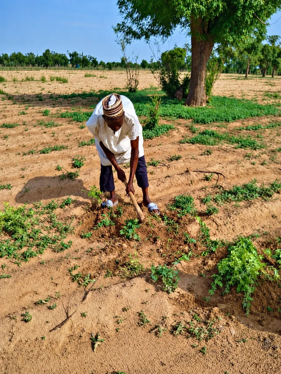 Weeding with a long-handled hoe