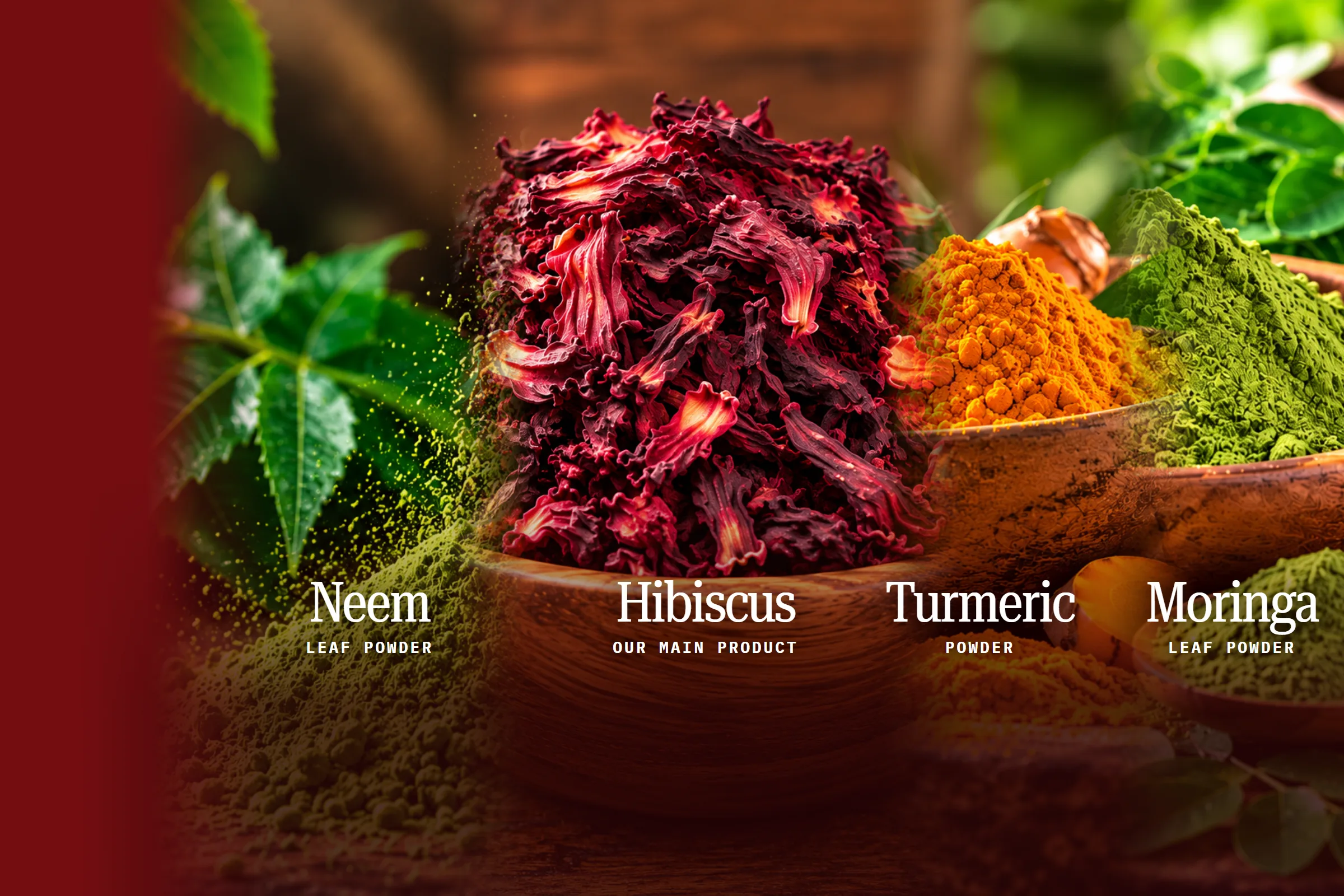 Our four products: neem leaf powder, dried hibiscus flowers, turmeric powder and moringa leaf powder